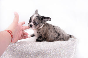 Marly Blue Merle LC Teacup Boy