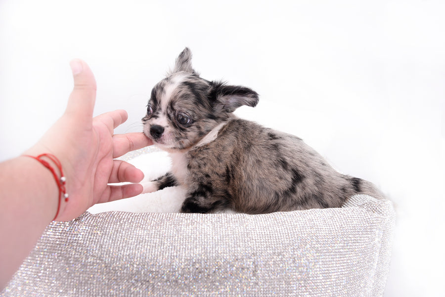 Marly Blue Merle LC Teacup Boy