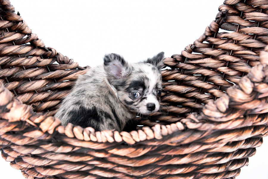 Marly Blue Merle LC Teacup Boy