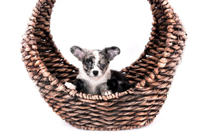 Marly Blue Merle LC Teacup Boy