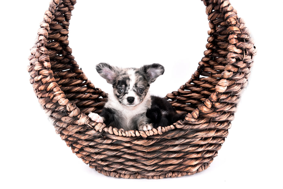 Marly Blue Merle LC Teacup Boy