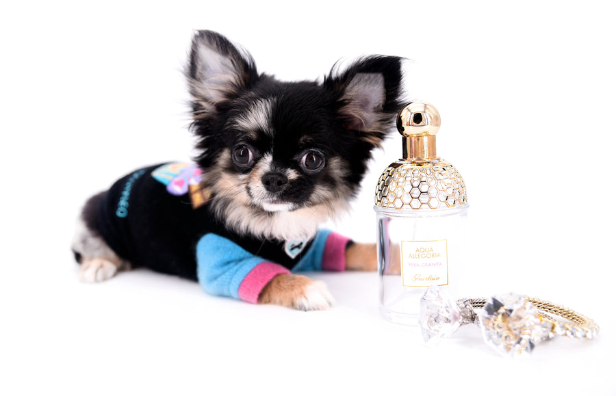 Diva Micro LC Girl