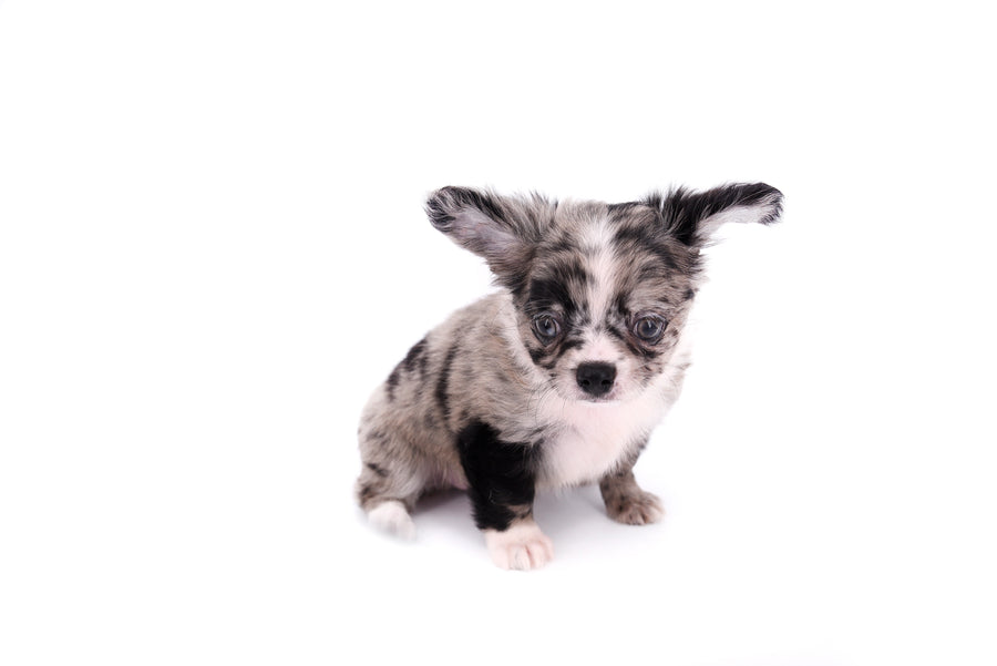Marly Blue Merle LC Teacup Boy