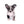 Marly Blue Merle LC Teacup Boy