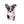 Marly Blue Merle LC Teacup Boy