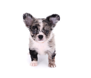 Marly Blue Merle LC Teacup Boy