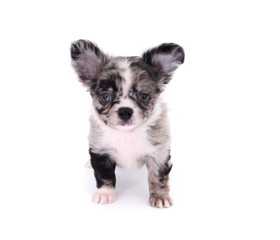 Marly Blue Merle LC Teacup Boy