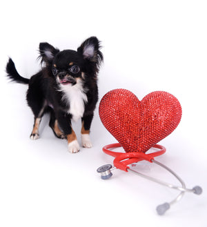 Birkin Doll  Extreme Short Muzzle Boy