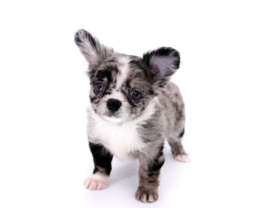 Marly Blue Merle LC Teacup Boy
