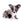 Marly Blue Merle LC Teacup Boy