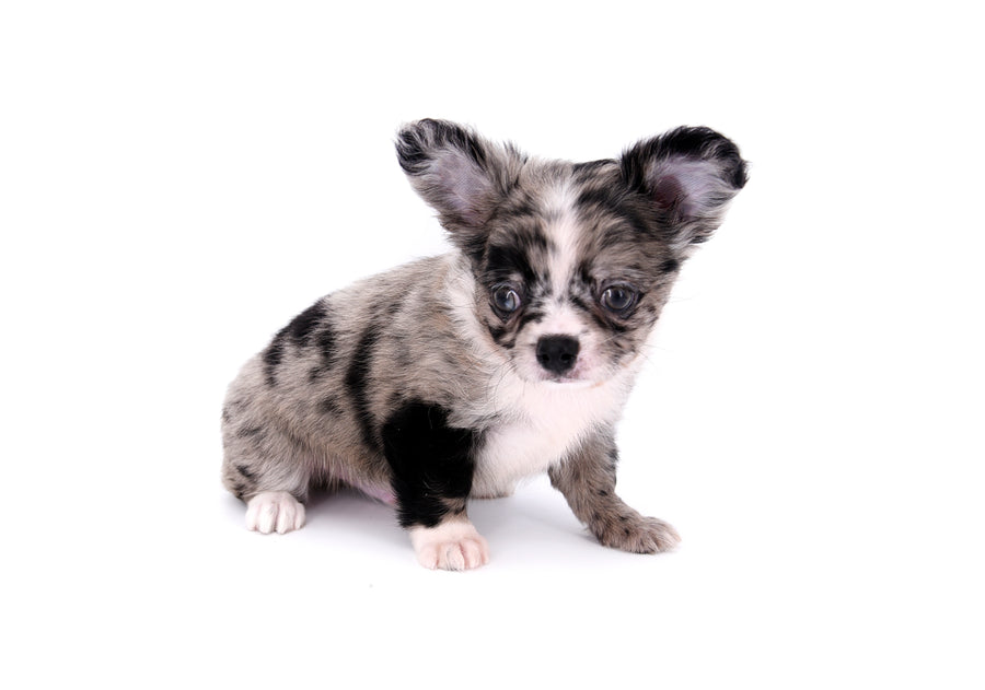 Marly Blue Merle LC Teacup Boy