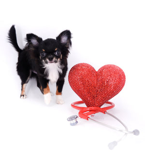 Birkin Doll  Extreme Short Muzzle Boy