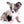 Marly Blue Merle LC Teacup Boy