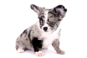 Marly Blue Merle LC Teacup Boy