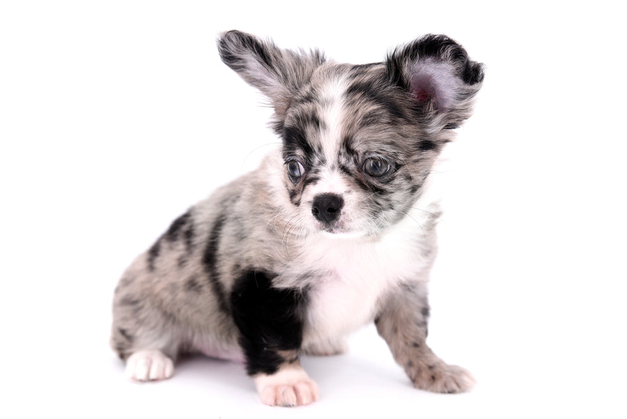 Marly Blue Merle LC Teacup Boy