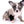 Marly Blue Merle LC Teacup Boy
