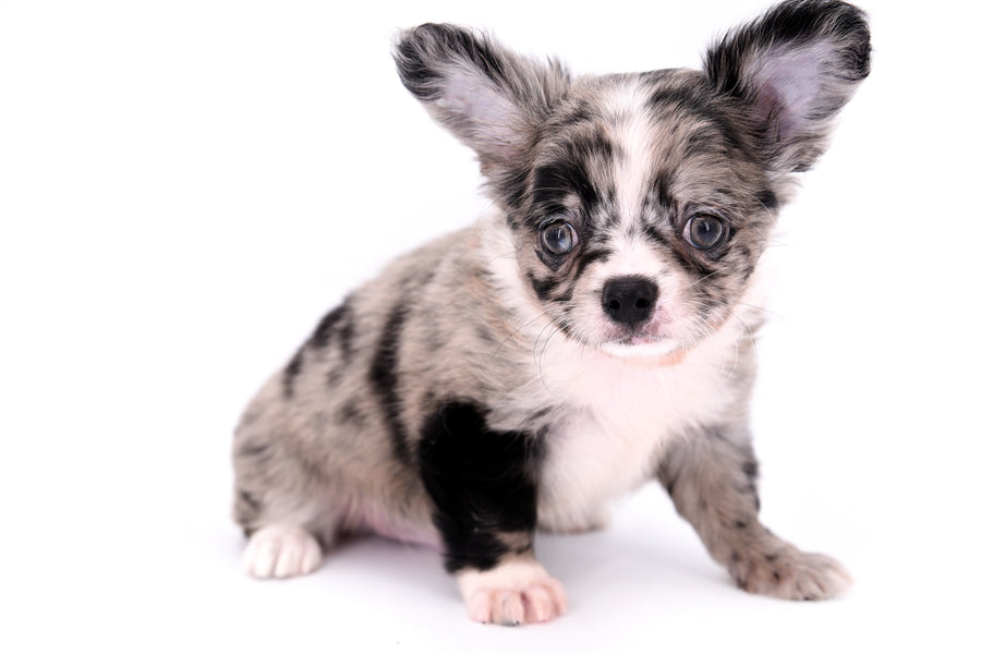 Marly Blue Merle LC Teacup Boy