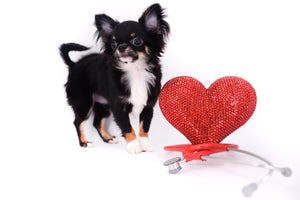 Birkin Doll  Extreme Short Muzzle Boy