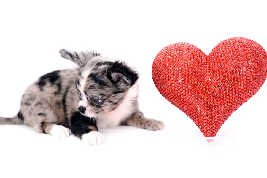 Marly Blue Merle LC Teacup Boy