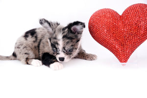 Marly Blue Merle LC Teacup Boy