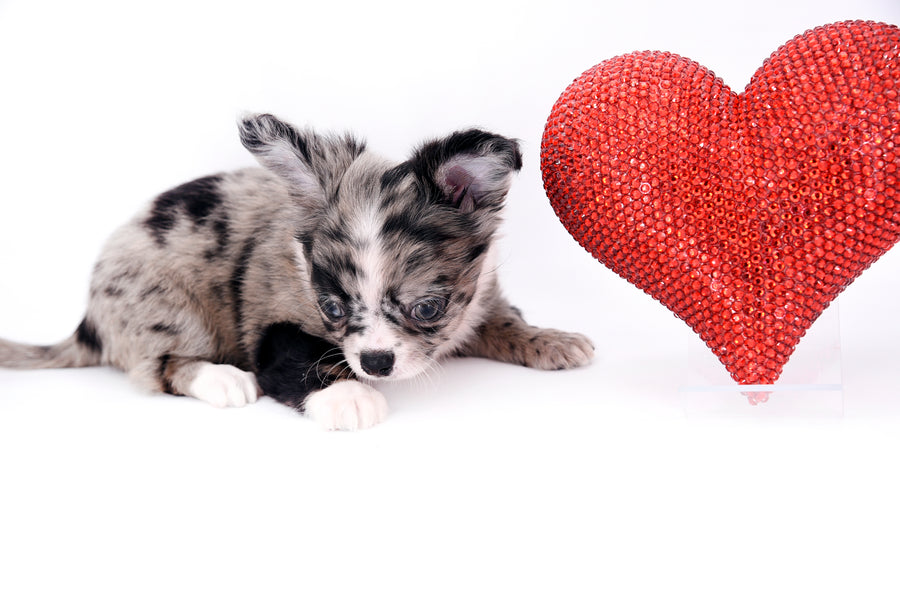 Marly Blue Merle LC Teacup Boy
