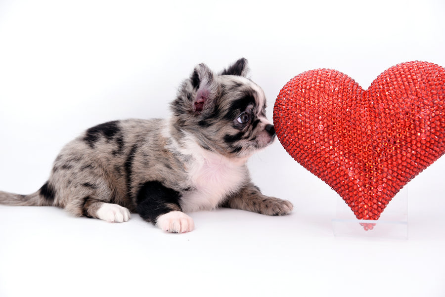 Marly Blue Merle LC Teacup Boy