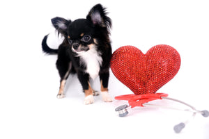 Birkin Doll  Extreme Short Muzzle Boy