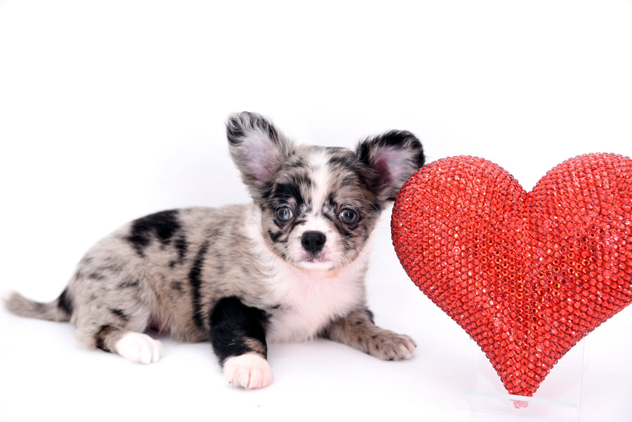 Marly Blue Merle LC Teacup Boy