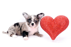Marly Blue Merle LC Teacup Boy