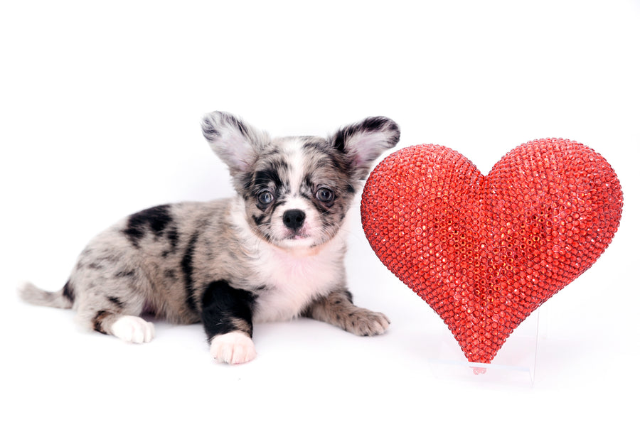 Marly Blue Merle LC Teacup Boy