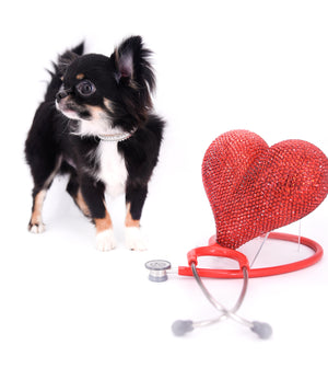 Birkin Doll  Extreme Short Muzzle Boy