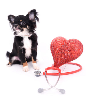 Birkin Doll  Extreme Short Muzzle Boy