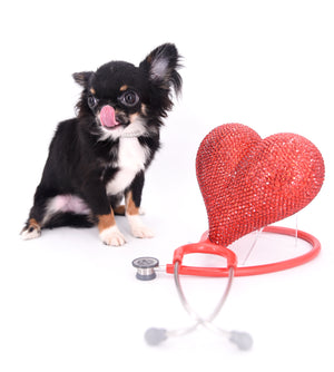 Birkin Doll  Extreme Short Muzzle Boy