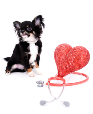 Birkin Doll  Extreme Short Muzzle Boy