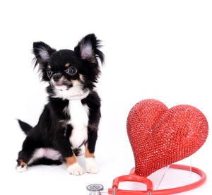 Birkin Doll  Extreme Short Muzzle Boy