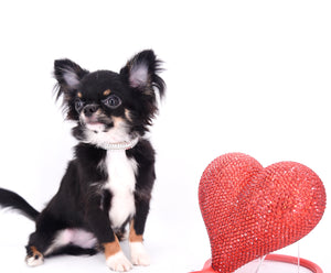 Birkin Doll  Extreme Short Muzzle Boy