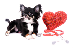 Birkin Doll  Extreme Short Muzzle Boy