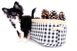 Birkin Doll  Extreme Short Muzzle Boy