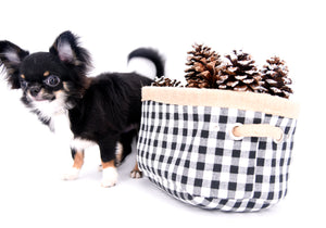 Birkin Doll  Extreme Short Muzzle Boy