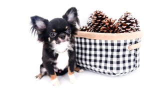 Birkin Doll  Extreme Short Muzzle Boy