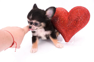 Lil Bsby Micro