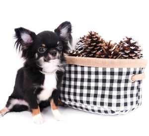 Birkin Doll  Extreme Short Muzzle Boy