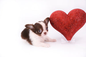 Romeo Tiny Micro Boy