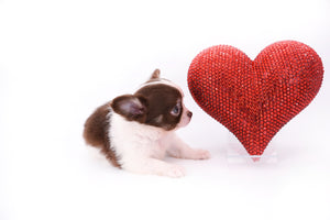 Romeo Tiny Micro Boy