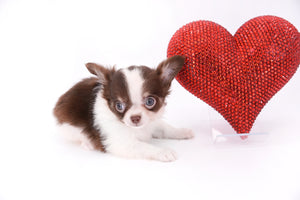 Romeo Tiny Micro Boy