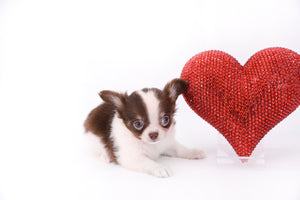 Romeo Tiny Micro Boy