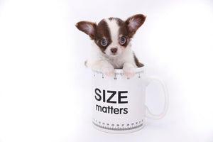 Romeo Tiny Micro Boy