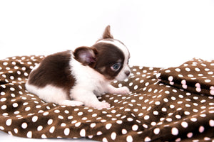 Romeo Tiny Micro Boy