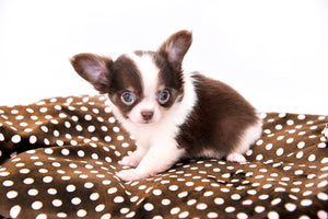 Romeo Tiny Micro Boy