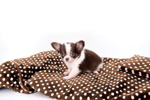 Romeo Tiny Micro Boy